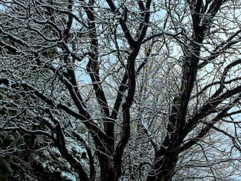 Low angle view of tree in forest