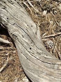 High angle view of tree trunk on field