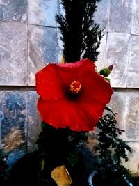 Close-up of red rose flower on window