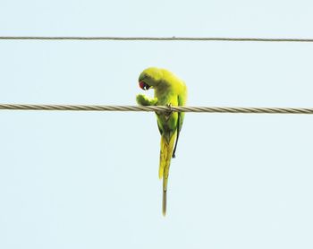 Low angle view of bird perching on pole against white background