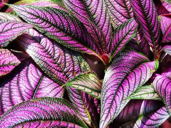 Full frame shot of fern leaves