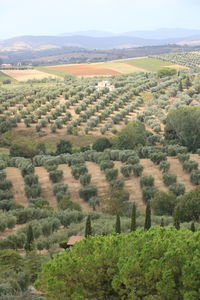 High angle view of trees on landscape against sky