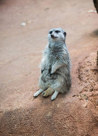 Meerkat looking away while sitting on land