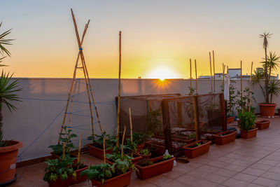 Potted plants against sky during sunset