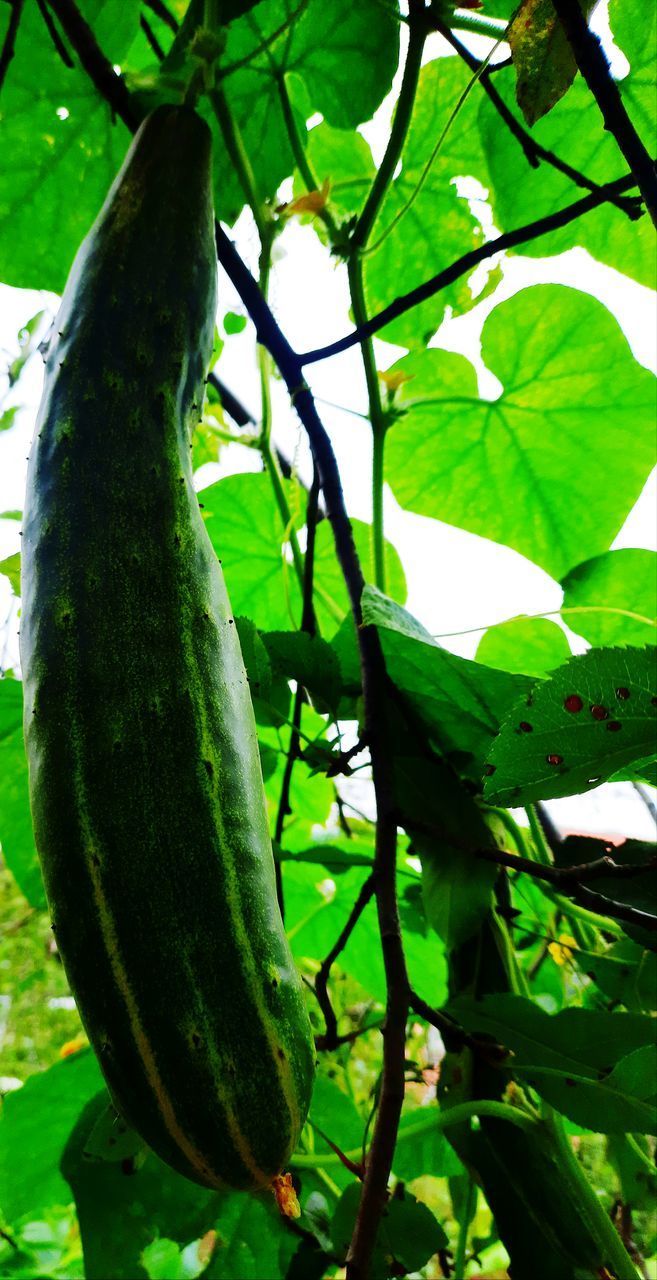 CLOSE-UP OF FRESH GREEN PLANT