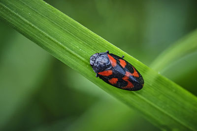 Close-up of ladybug on leaf