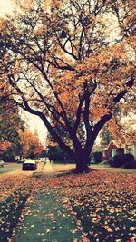 Autumn leaves on tree