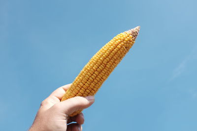 Cropped image of hand holding sweetcorn against blue sky