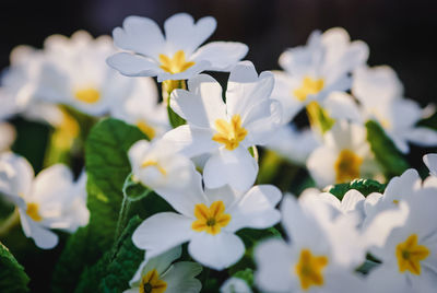 White primula flowers in shady spring forest closeup, primula vulgaris flowering