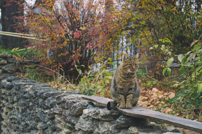 Cat sitting on rock