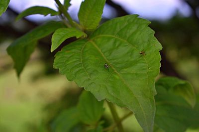 Close-up of green leaves