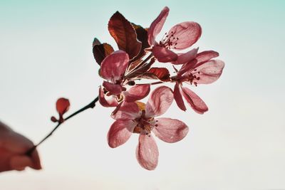 Close-up of pink cherry blossoms against sky