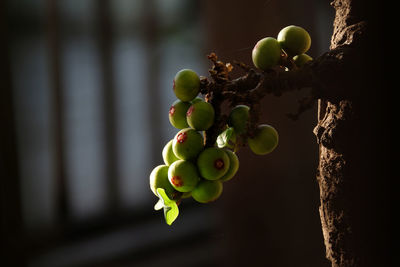 Close-up of grapes growing in vineyard