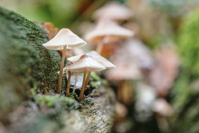 Close-up of mushroom growing on tree