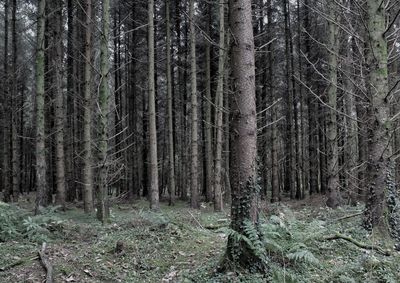 Trees in forest