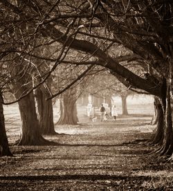 Trees on field