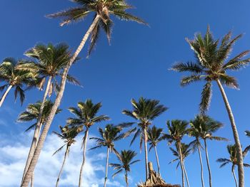 Low angle view of palm trees against blue sky