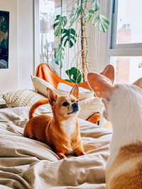 Dog sitting on bed at home