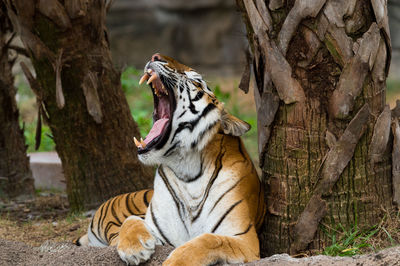 Tiger yawning while relaxing by tree