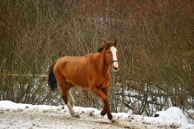 Horse standing in snow