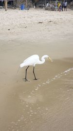 View of birds on beach