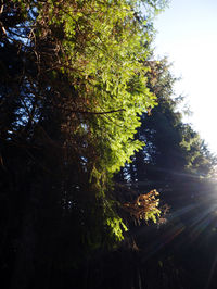 Low angle view of trees in forest against sky