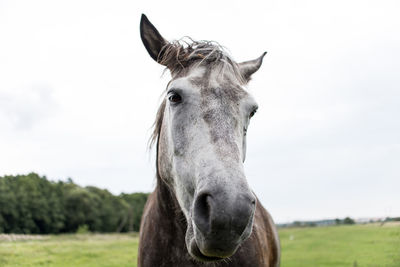 Close-up portrait of a horse on field