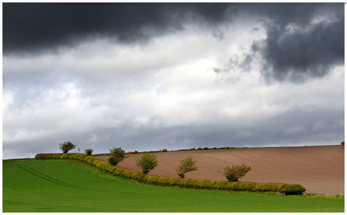 Scenic view of agricultural field against sky