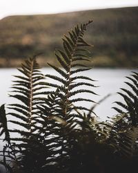 Close-up of pine tree against sky
