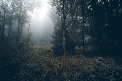 Sunlight streaming through trees in forest