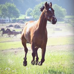 Horse standing in ranch