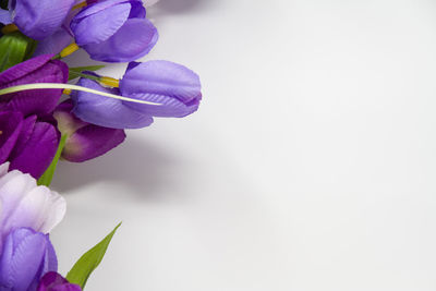 Close-up of purple flowering plant against white background