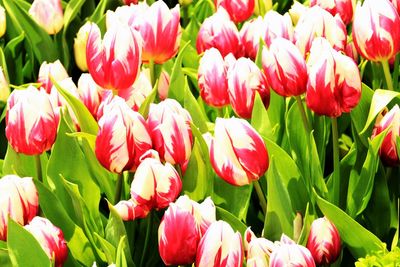 Close-up of pink tulips