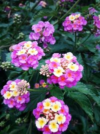 Close-up of pink flowers blooming in park