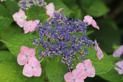 Close-up of pink flowering plant