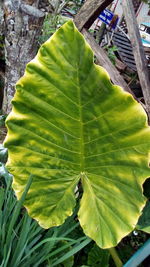 Close-up of green leaf on tree