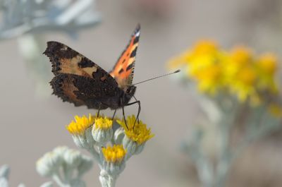 Close-up of butterfly pollinating on yellow flowers bud growing outdoors