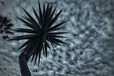 Low angle view of tree against cloudy sky