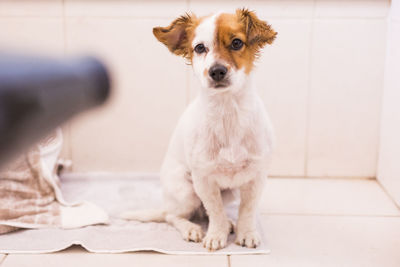 Portrait of dog sitting on floor