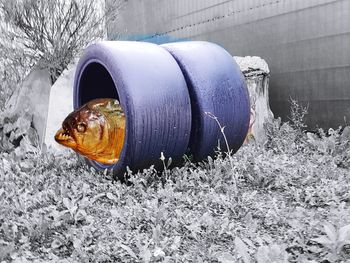 Close-up of crab on snow