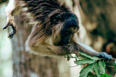 Close-up of a monkey