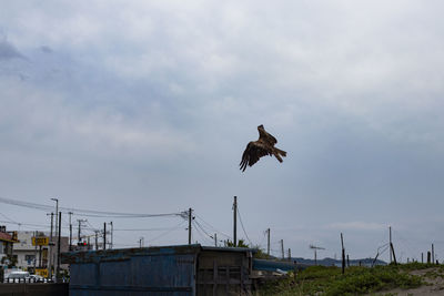 Low angle view of bird flying against sky
