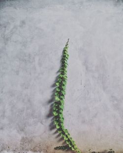 High angle view of plant on sand