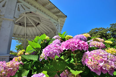 Close-up of pink flowering plant against sky