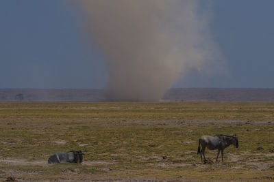 Horse on field against sky