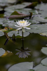 An image of a water lily flower that blooms quietly.