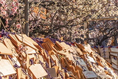 Panoramic shot of cherry blossom hanging from tree