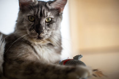 Close-up of a cat looking away