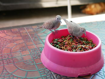 Close-up of birds perching on a bird