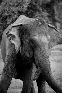 Close-up of elephant